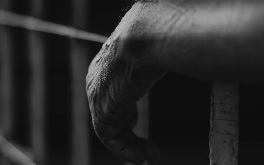 Detido suspeito de grupo que branqueava dinheiro em Portugal