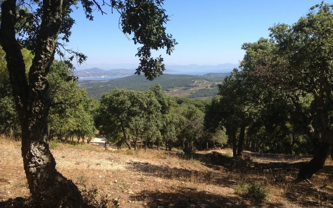 Projeto quer reforçar resiliência do sobreiro