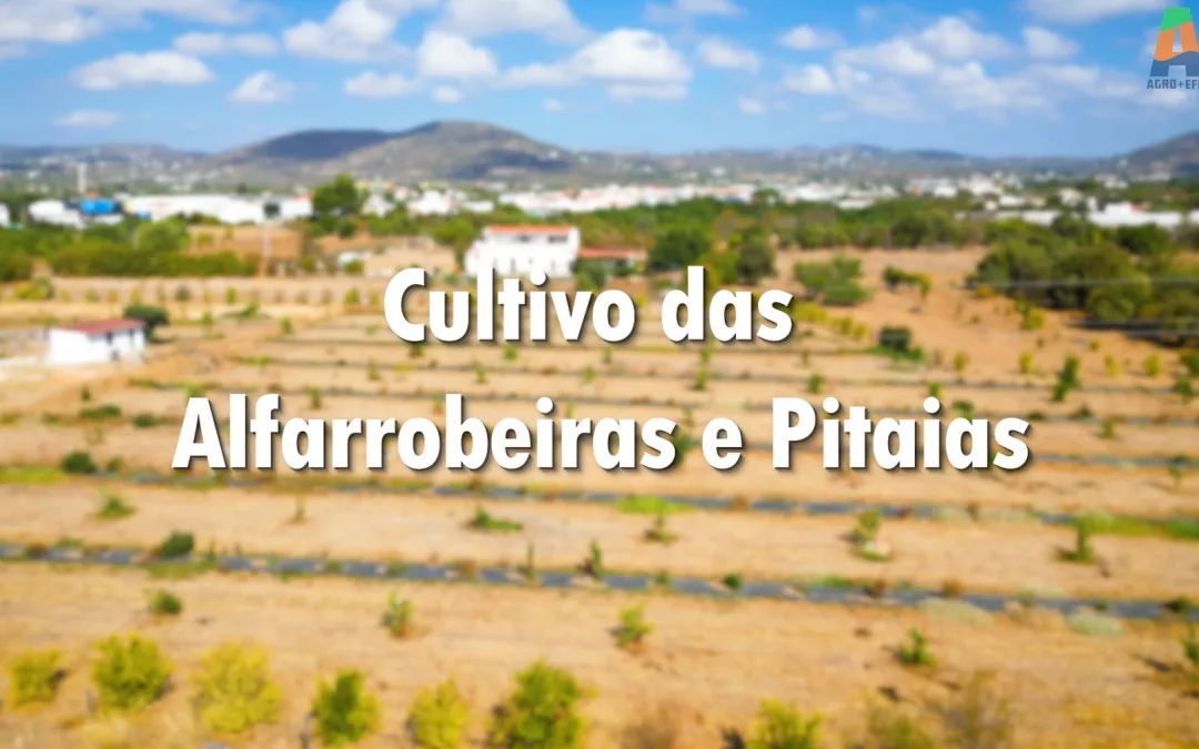 Alfarrobeiras e pitaias: culturas resilientes no Algarve