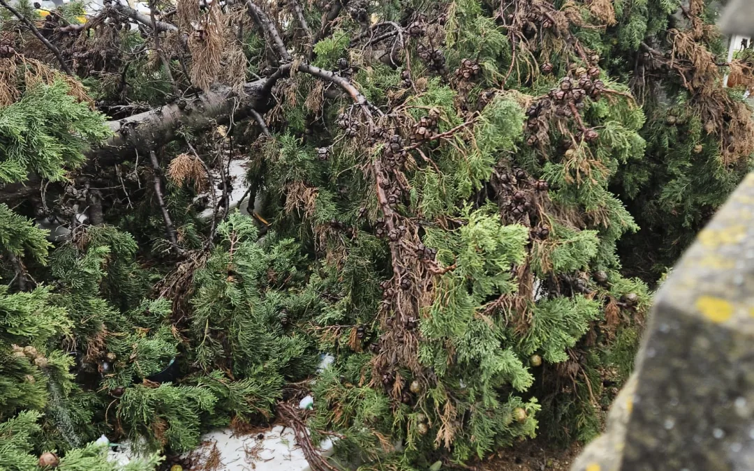 Faro aposta numa gestão responsável e segura do arvoredo urbano