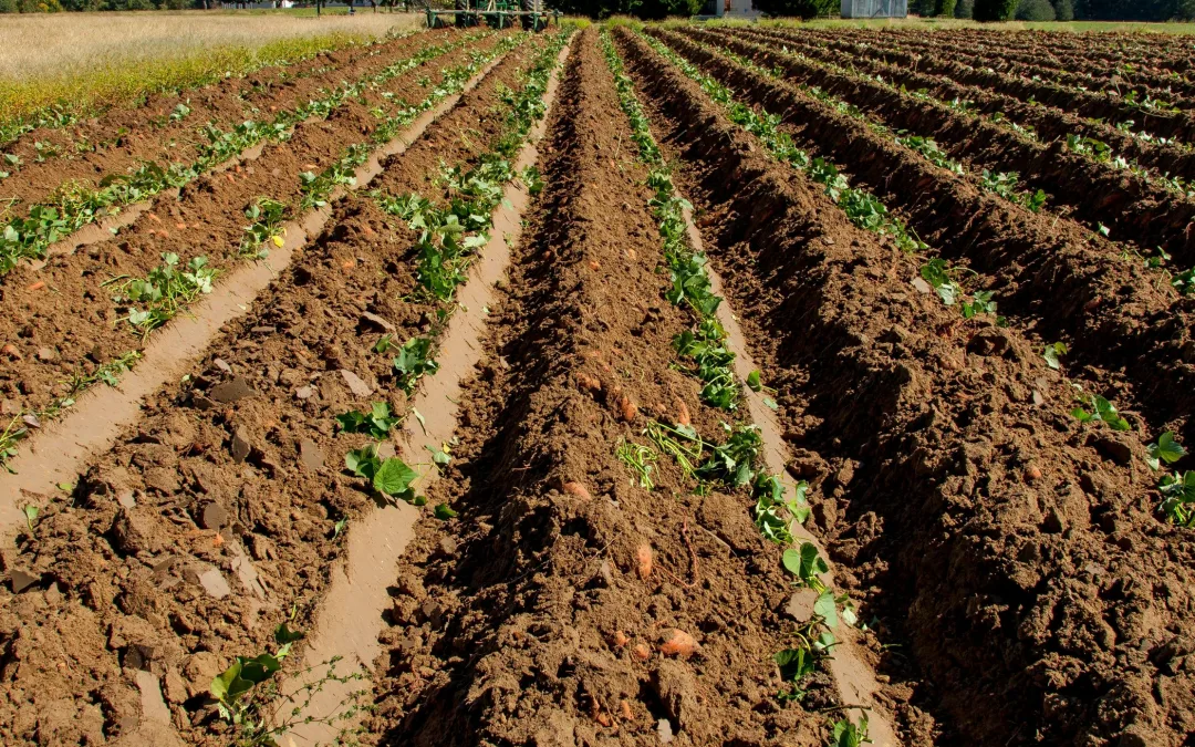Potencial agrícola do Algarve só se desenvolve com garantia de acesso a água