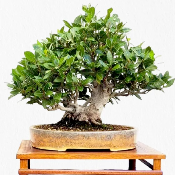 Oficina e Exposição de Bonsai no Sítio das Fontes, Lagoa