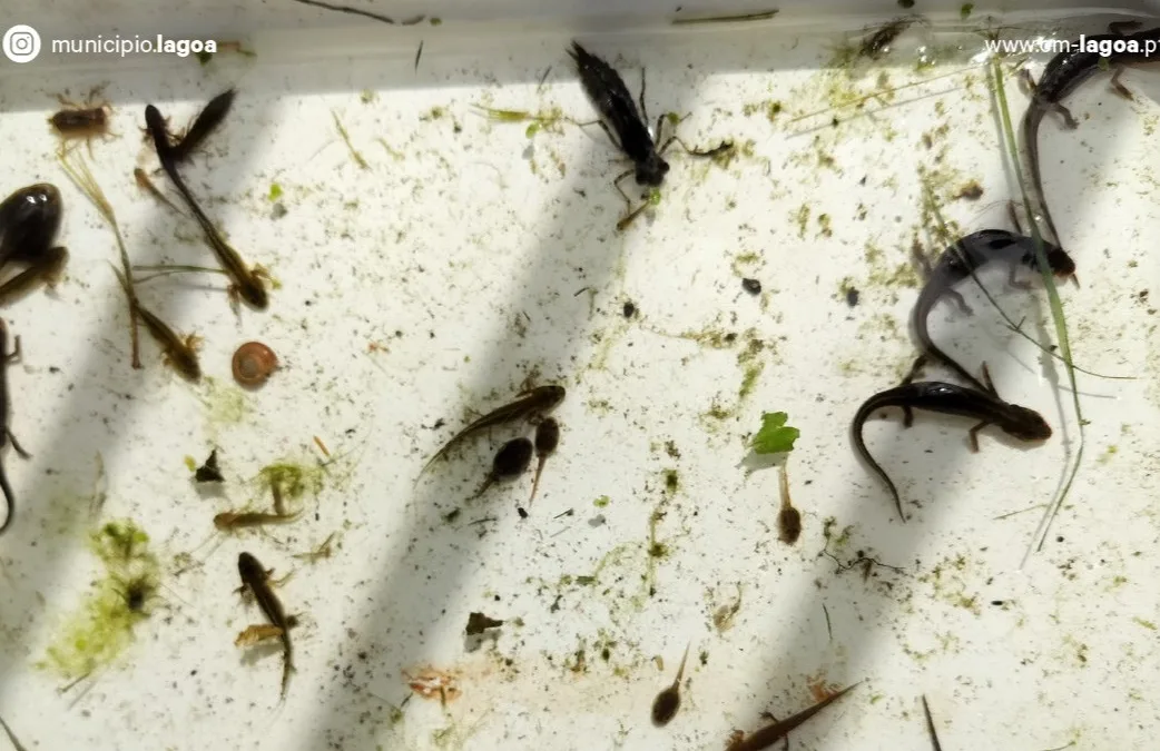 Lagoa promove curso de identificação de anfíbios