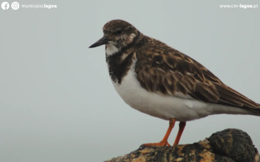 Lagoa promove formação sobre aves migratórias