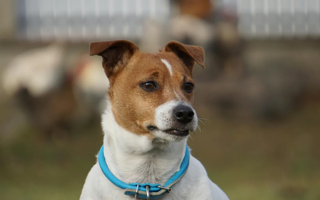 Silves inicia campanha de vacinação antirrábica para cães