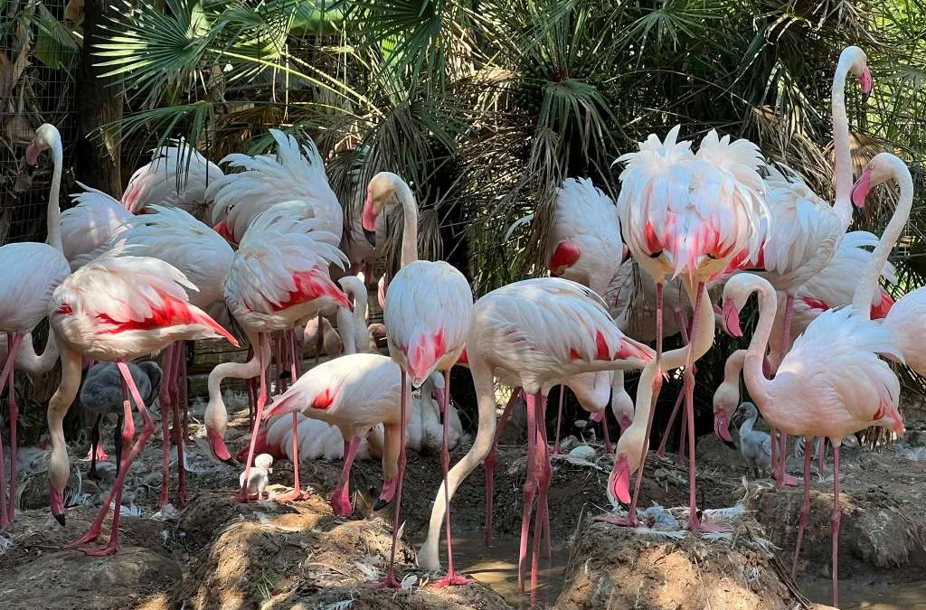 Nascem sete crias de flamingo-grande no Zoo de Lagos