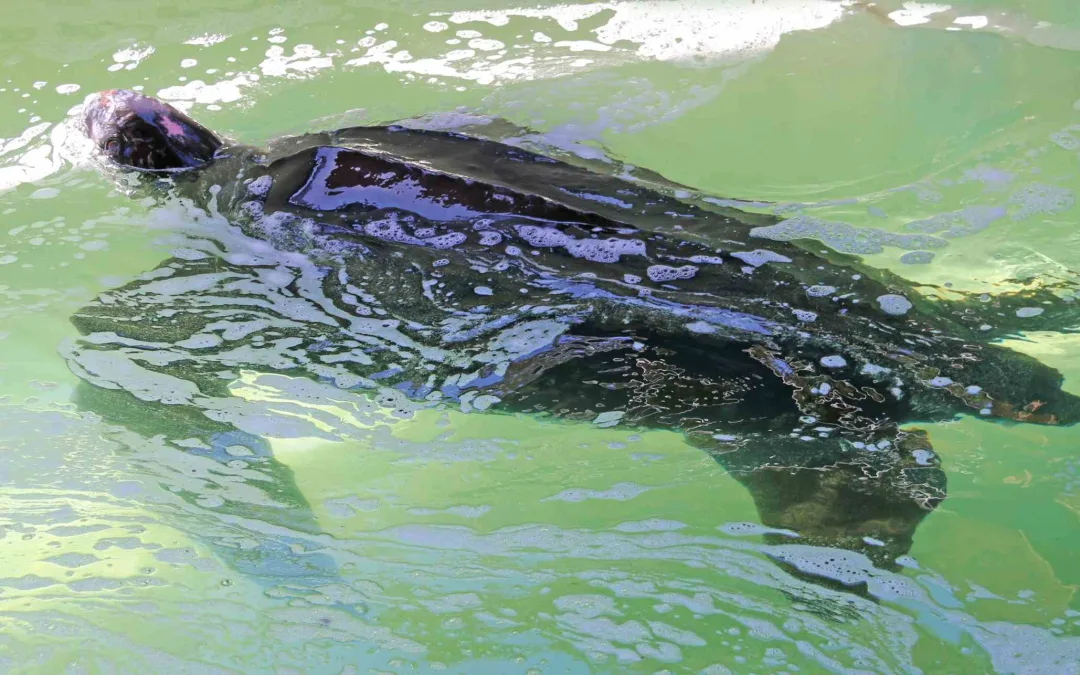 Quinas, tartaruga-de-couro de 300 kg, reabilitada no Algarve e devolvida ao mar