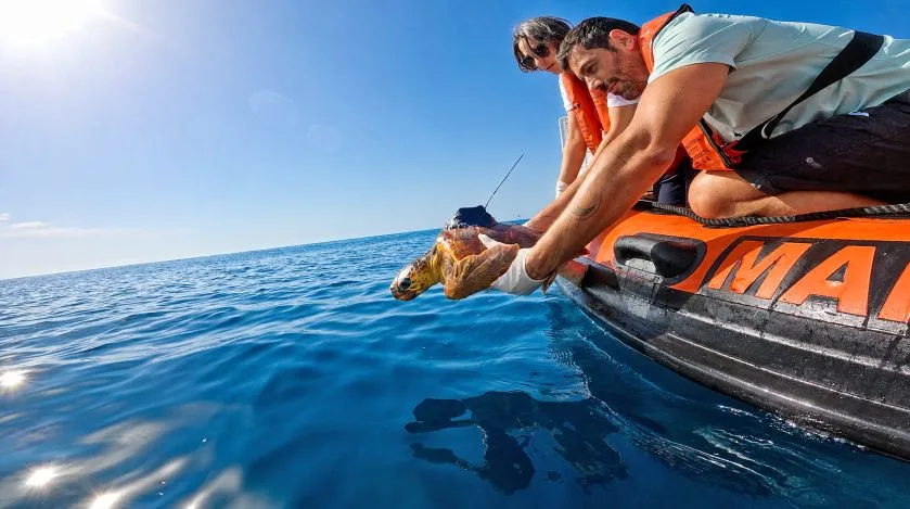Zoomarine Algarve devolve ao oceano as tartarugas Xianna e Xaloc após reabilitação