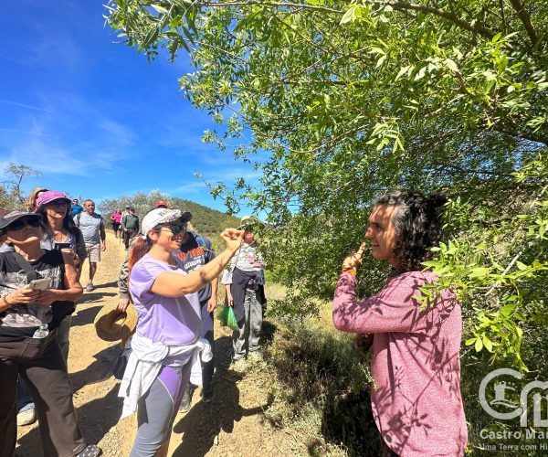 Passeio De Plantas Medicinais Com João Beles Regressa A Odeleite O Algarve 4002